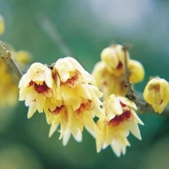 Fragrant Winter Shrub Collection -NAOMI Plant Shop 14