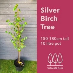 Silver Birch Tree (Betula Pendula) Grown By Cotswold Trees -NAOMI Plant Shop 150 180BirchTM