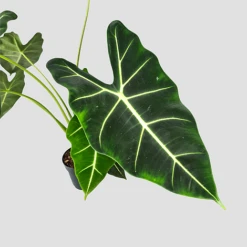 Alocasia Frydek -NAOMI Plant Shop 20220224 140848 PhotoRoom