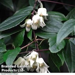 Clematis All Season Collection -NAOMI Plant Shop 203320B