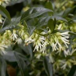 Fragrant Winter Shrub Collection -NAOMI Plant Shop 43