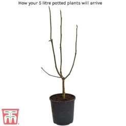 Magnolia X Loebneri 'Wildcat' -NAOMI Plant Shop 5litre potted plant