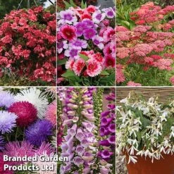 Summer Plant & Seed Bundle -NAOMI Plant Shop 6 1