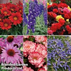 Summer Plant & Seed Bundle -NAOMI Plant Shop 6 2