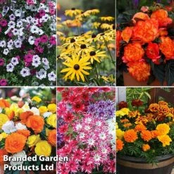 Summer Plant & Seed Bundle -NAOMI Plant Shop 6 3