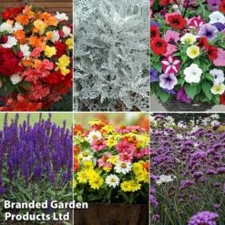 Summer Plant & Seed Bundle -NAOMI Plant Shop 6 4