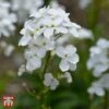 Hesperis Matronalis Var. Albiflora
