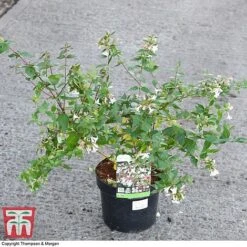 Abelia X Grandiflora -NAOMI Plant Shop ABEL 58113 A