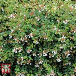 Abelia X Grandiflora -NAOMI Plant Shop ABEL T58113 C