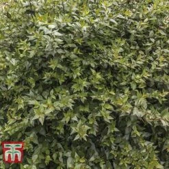 Abelia X Grandiflora -NAOMI Plant Shop ABEL T58113 D