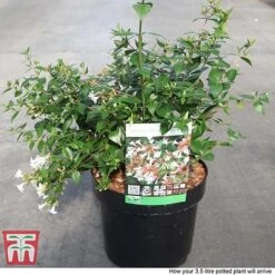 Abelia X Grandiflora -NAOMI Plant Shop ABEL T58113 P