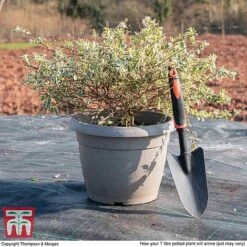 Abelia X Grandiflora 'Sparkling Silver' -NAOMI Plant Shop ABEL WKB9190 L