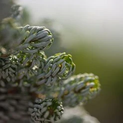 Abies Koreana 'Kohouts Icebreaker' -NAOMI Plant Shop ABIE KOHOUTSIC S45153 NOW