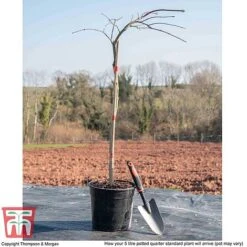 Acer Palmatum 'Inaba-shidare' -NAOMI Plant Shop ACER KB3298 L