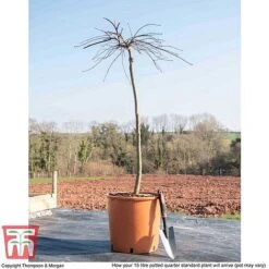 Acer Palmatum 'Garnet' -NAOMI Plant Shop ACER TKA1739 M