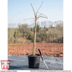 Acer Palmatum Var. Dissectum 'Viridis' -NAOMI Plant Shop ACER WKB9195 L