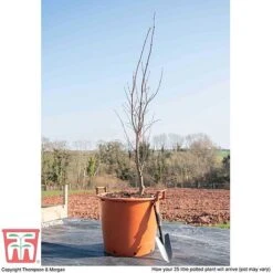 Acer Palmatum 'Bloodgood' -NAOMI Plant Shop ACER WKB9197 L