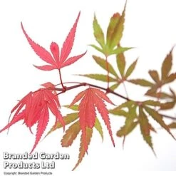 Acer Palmatum 'Shaina' -NAOMI Plant Shop ACER SHAINA T36157