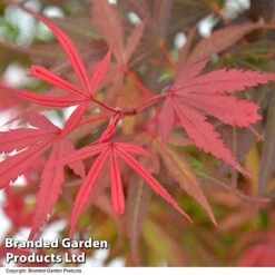 Acer Palmatum 'Shaina' -NAOMI Plant Shop ACER SHAINA T36158