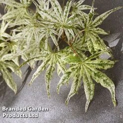 Acer Palmatum 'Ukigumo' -NAOMI Plant Shop ACER UKIGUMO S41463