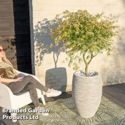 Acer Palmatum 'Ukigumo' -NAOMI Plant Shop ACER UKIGUMO S43284