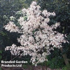 Acer Palmatum 'Ukigumo' -NAOMI Plant Shop ACER UKIGUMO S43285