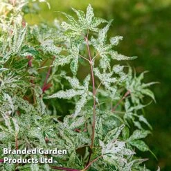 Acer Palmatum 'Ukigumo' -NAOMI Plant Shop ACER UKIGUMO S43287