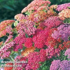 Achillea Millefolium 'Summer Berries'