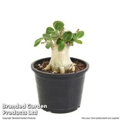 Adenium 'Ansu Baobab' -NAOMI Plant Shop ADEN BAOBA15CM T49835