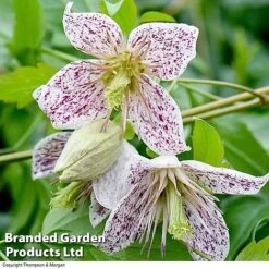 Clematis All Season Collection -NAOMI Plant Shop ADEVNT BELLS