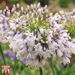 Agapanthus Duo Fireworks & Poppin Purple -NAOMI Plant Shop AGAP KB3122 C