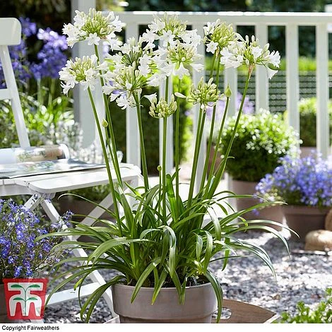 Agapanthus 'Ever White' 1 Agapanthus 'Ever White'
