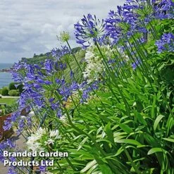 Summer Plant Collection -NAOMI Plant Shop AGAP BLUEWHITE L25347