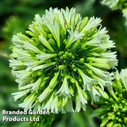 Agapanthus 'Emerald Ice' -NAOMI Plant Shop AGAP EMERALDIC H44649