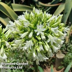 Agapanthus 'Emerald Ice' -NAOMI Plant Shop AGAP EMERALDIC H44650