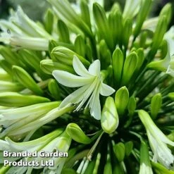 Agapanthus 'Emerald Ice' -NAOMI Plant Shop AGAP EMERALDIC S44603
