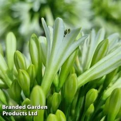 Agapanthus 'Emerald Ice' -NAOMI Plant Shop AGAP EMERALDIC S44604