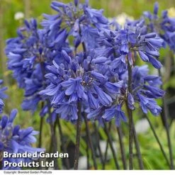 Agapanthus 'Ever Sapphire' -NAOMI Plant Shop AGAP EVERSAPPH T13440