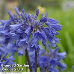 Agapanthus 'Ever Sapphire' -NAOMI Plant Shop AGAP EVERSAPPH T134411