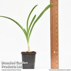 Agapanthus Inapertus 'Midnight Cascade' -NAOMI Plant Shop AGAP MIDNIG9CM T48365