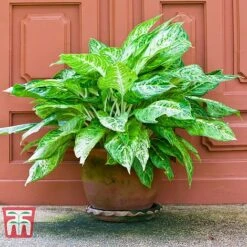 Aglaonema 'Christina' -NAOMI Plant Shop AGLA TKA2836 C