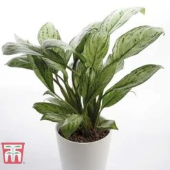 Aglaonema 'Christina' -NAOMI Plant Shop AGLA TKA2836 D