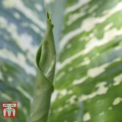 Aglaonema 'Christina' -NAOMI Plant Shop AGLA TKA2836 E