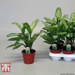 Aglaonema 'Christina' -NAOMI Plant Shop AGLA TKA2836 F