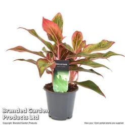 Aglaonema 'Crete' -NAOMI Plant Shop AGLA CRETE12CM T50173