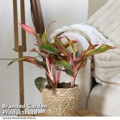 Aglaonema 'Crete' -NAOMI Plant Shop AGLA CRETE T50175