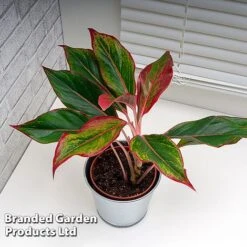 Aglaonema 'Crete' -NAOMI Plant Shop AGLA CRETE W48793