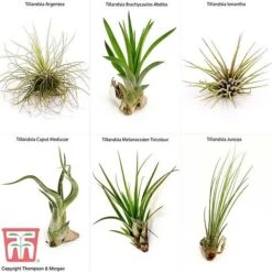 Air Plant Variety Collection -NAOMI Plant Shop AIR KB3490 B1