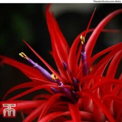 Air Plant Mixed Collection -NAOMI Plant Shop AIR KB3490 C