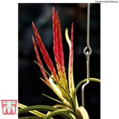 Air Plant Variety Collection -NAOMI Plant Shop AIR KB3490 E2